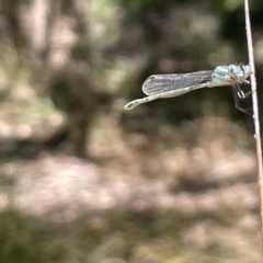 Austrolestes leda at Greenleigh, NSW - 5 Feb 2023