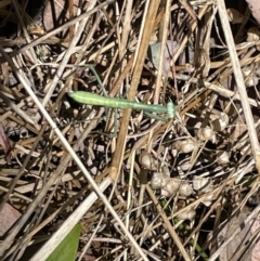 Mantidae (family) adult or nymph at Greenleigh, NSW - 5 Feb 2023 by Hejor1