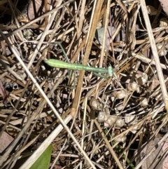 Pseudomantis albofimbriata at Greenleigh, NSW - 5 Feb 2023 by Hejor1