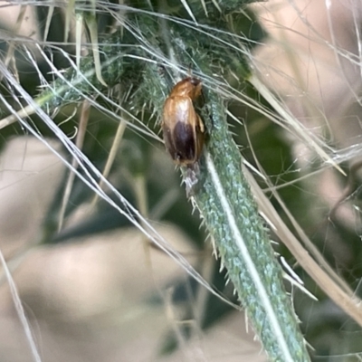 Phyllotocus macleayi (Nectar scarab) at Greenleigh, NSW - 5 Feb 2023 by Hejor1