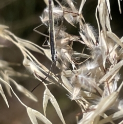 Mutusca brevicornis at Greenleigh, NSW - 5 Feb 2023