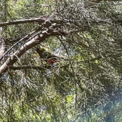 Platycercus elegans at Greenleigh, NSW - 5 Feb 2023