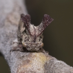 Ceraon sp. (genus) (2-horned tree hopper) at Hawker, ACT - 4 Feb 2023 by AlisonMilton