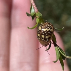 Paropsis pictipennis at Greenleigh, NSW - 5 Feb 2023 01:29 PM