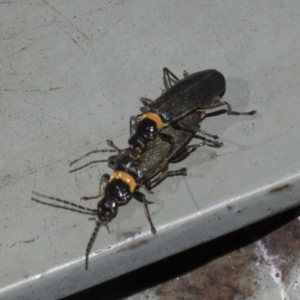 Chauliognathus lugubris at Hawker, ACT - 5 Feb 2023