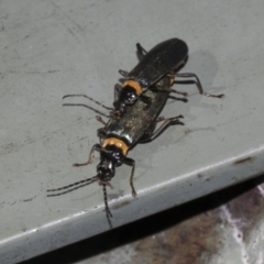 Chauliognathus lugubris at Hawker, ACT - 5 Feb 2023