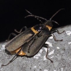 Chauliognathus lugubris at Hawker, ACT - 5 Feb 2023