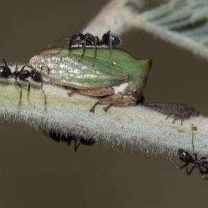 Sextius virescens at Hawker, ACT - 5 Feb 2023 09:22 AM