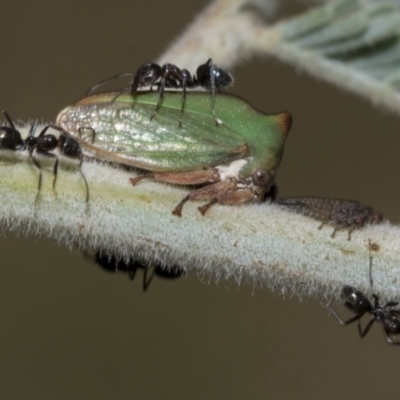 Sextius virescens (Acacia horned treehopper) at Hawker, ACT - 4 Feb 2023 by AlisonMilton