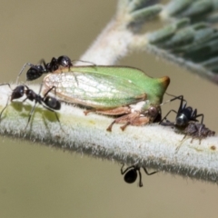 Sextius virescens at Hawker, ACT - 5 Feb 2023 09:22 AM