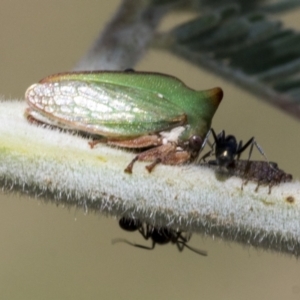 Sextius virescens at Hawker, ACT - 5 Feb 2023 09:22 AM