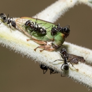 Sextius virescens at Hawker, ACT - 5 Feb 2023 09:22 AM