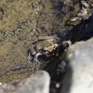 Crinia sp. (genus) at Rendezvous Creek, ACT - 5 Feb 2023