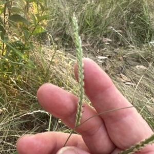 Paspalum dilatatum at Aranda, ACT - 5 Feb 2023