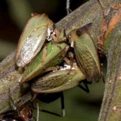 Sextius virescens (Acacia horned treehopper) at Higgins, ACT - 4 Feb 2023 by AlisonMilton