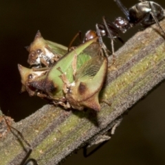 Sextius virescens at Higgins, ACT - 4 Feb 2023