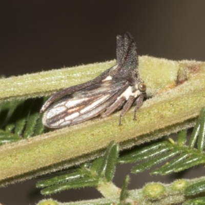 Ceraon vitta (Treehopper) at Higgins, ACT - 3 Feb 2023 by AlisonMilton