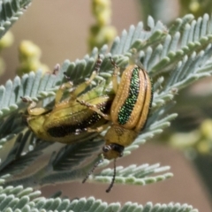 Calomela vittata at Hawker, ACT - 5 Feb 2023 09:22 AM