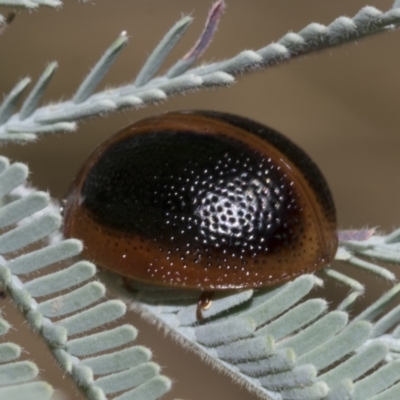 Dicranosterna immaculata (Acacia leaf beetle) at Hawker, ACT - 5 Feb 2023 by AlisonMilton
