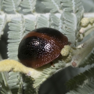 Dicranosterna immaculata at Hawker, ACT - 5 Feb 2023