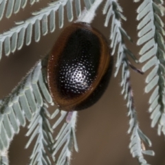 Dicranosterna immaculata at Hawker, ACT - 5 Feb 2023