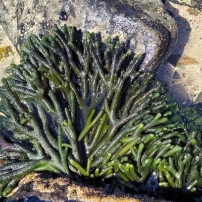 Unidentified Marine Alga & Seaweed at Manyana, NSW - 5 Feb 2023 by trevorpreston