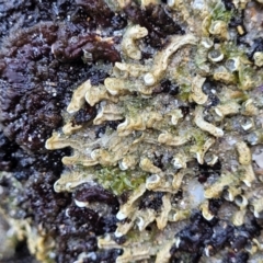 Unidentified Polychaete Worm at Manyana, NSW - 5 Feb 2023 by trevorpreston