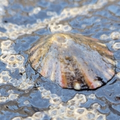 Unidentified Sea Snail or Limpet (Gastropoda) at Manyana, NSW - 5 Feb 2023 by trevorpreston