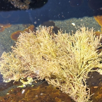 Unidentified Marine Alga & Seaweed at Manyana, NSW - 5 Feb 2023 by trevorpreston