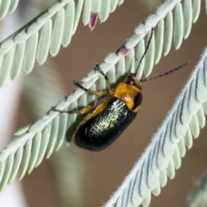 Aporocera (Aporocera) consors at Hawker, ACT - 5 Feb 2023