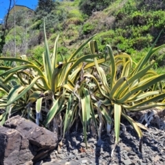 Agave sp. (Agave) at Manyana, NSW - 5 Feb 2023 by trevorpreston