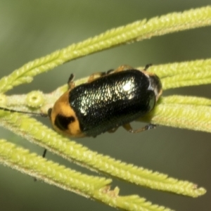 Aporocera (Aporocera) consors at Higgins, ACT - 4 Feb 2023 06:31 AM