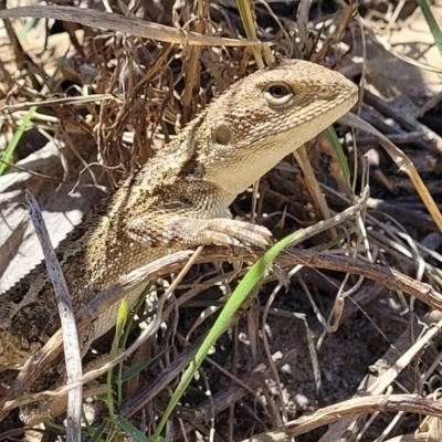 Amphibolurus muricatus (Jacky Lizard) at Manyana, NSW - 5 Feb 2023 by trevorpreston