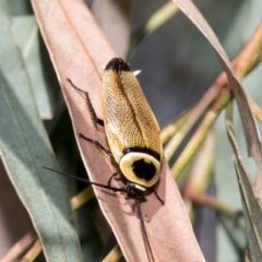 Ellipsidion australe (Austral Ellipsidion cockroach) at Higgins, ACT - 2 Feb 2023 by AlisonMilton