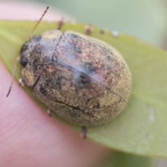 Trachymela sp. (genus) at Scullin, ACT - 19 Nov 2022