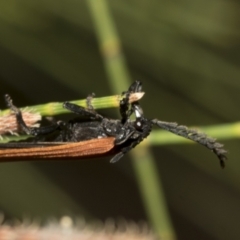 Porrostoma sp. (genus) at Higgins, ACT - 4 Feb 2023