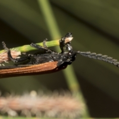 Porrostoma sp. (genus) at Higgins, ACT - 4 Feb 2023