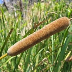 Typha domingensis (Bullrush) at Bendalong, NSW - 5 Feb 2023 by trevorpreston