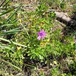 Dimorphotheca ecklonis at Manyana, NSW - 5 Feb 2023 12:42 PM
