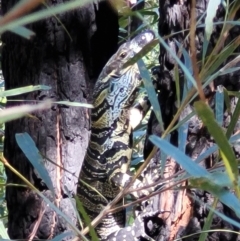 Varanus varius (Lace Monitor) at Mount Kingiman, NSW - 5 Feb 2023 by trevorpreston