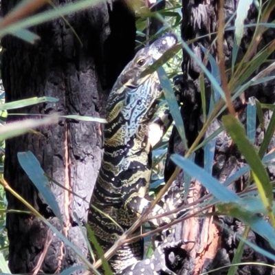 Varanus varius (Lace Monitor) at Mount Kingiman, NSW - 4 Feb 2023 by trevorpreston