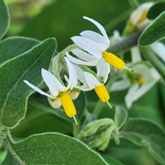 Solanum chenopodioides (Whitetip Nightshade) at Manyana, NSW - 5 Feb 2023 by trevorpreston