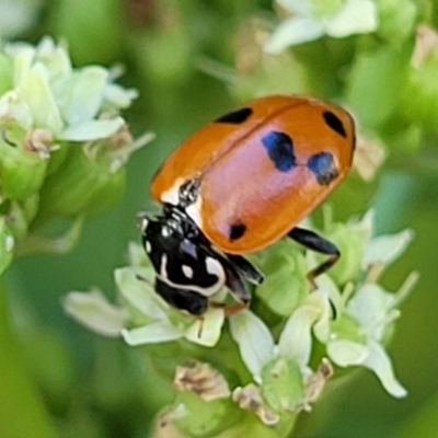 Hippodamia variegata (Spotted Amber Ladybird) at Manyana, NSW - 5 Feb 2023 by trevorpreston