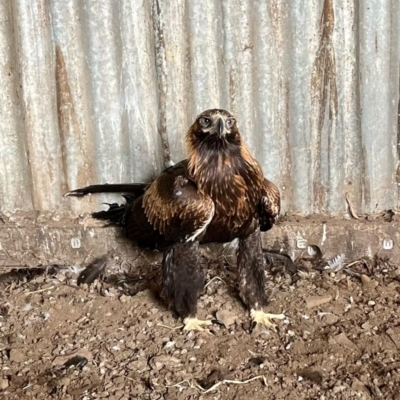 Aquila audax (Wedge-tailed Eagle) at Alpine, NSW - 31 Jan 2023 by JanHartog