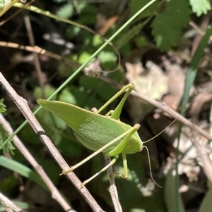 Caedicia simplex at Kowen, ACT - 5 Feb 2023 12:58 PM