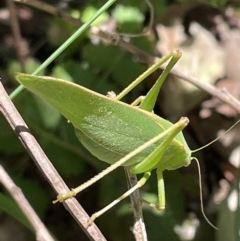 Caedicia simplex at Kowen, ACT - 5 Feb 2023 12:58 PM