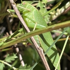 Caedicia simplex at Kowen, ACT - 5 Feb 2023 12:58 PM