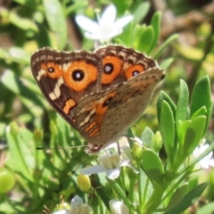 Junonia villida (Meadow Argus) at Symonston, ACT - 5 Feb 2023 by RodDeb