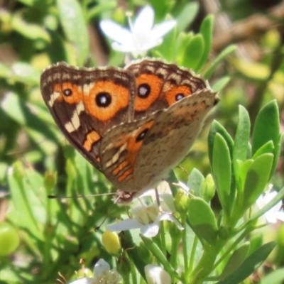 Junonia villida (Meadow Argus) at Symonston, ACT - 5 Feb 2023 by RodDeb