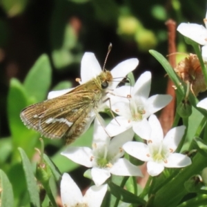 Taractrocera papyria at Symonston, ACT - 5 Feb 2023